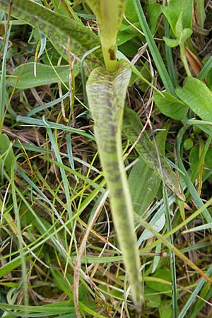 Dactylorhiza hebridensis \ Hebriden-Fingerwurz, Hebriden-Knabenkraut / Hebridean Spotted Orchid (?), IRL  County Sligo, Mullaghmore 18.6.2012 