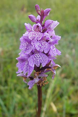 Dactylorhiza hebridensis \ Hebriden-Fingerwurz, Hebriden-Knabenkraut (?), IRL  County Sligo, Mullaghmore 18.6.2012 