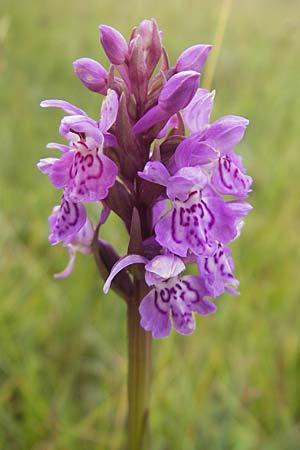 Dactylorhiza hebridensis \ Hebriden-Fingerwurz, Hebriden-Knabenkraut, IRL  County Sligo, Mullaghmore 18.6.2012 