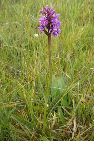 Dactylorhiza hebridensis \ Hebriden-Fingerwurz, Hebriden-Knabenkraut / Hebridean Spotted Orchid, IRL  County Sligo, Mullaghmore 18.6.2012 