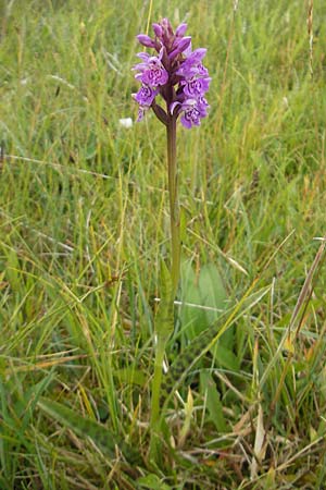 Dactylorhiza hebridensis \ Hebriden-Fingerwurz, Hebriden-Knabenkraut, IRL  County Sligo, Mullaghmore 18.6.2012 