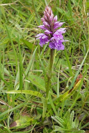Dactylorhiza hebridensis \ Hebriden-Fingerwurz, Hebriden-Knabenkraut / Hebridean Spotted Orchid, IRL  Donegal Airport 18.6.2012 