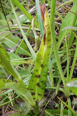 Dactylorhiza hebridensis \ Hebriden-Fingerwurz, Hebriden-Knabenkraut / Hebridean Spotted Orchid, IRL  Donegal Airport 18.6.2012 
