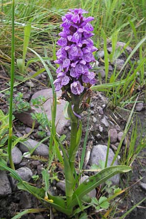 Dactylorhiza kerryensis \ Westliche Fingerwurz, IRL  County Kerry, Glenbeigh 16.6.2012 