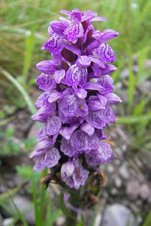 Dactylorhiza kerryensis \ Westliche Fingerwurz / Irish Marsh Orchid, IRL  County Kerry, Glenbeigh 16.6.2012 