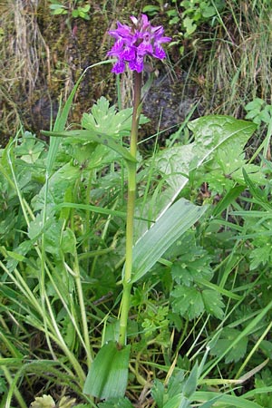 Dactylorhiza kerryensis \ Westliche Fingerwurz / Irish Marsh Orchid, IRL  County Kerry, Kells 16.6.2012 
