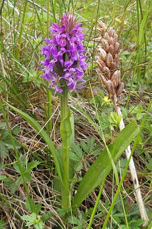Dactylorhiza kerryensis \ Westliche Fingerwurz / Irish Marsh Orchid, IRL  County Kerry, Waterville 16.6.2012 