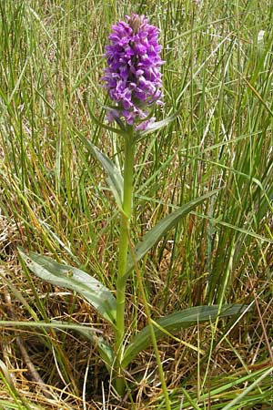 Dactylorhiza kerryensis \ Westliche Fingerwurz / Irish Marsh Orchid, IRL  County Kerry, Waterville 16.6.2012 