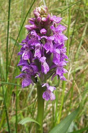 Dactylorhiza kerryensis \ Westliche Fingerwurz / Irish Marsh Orchid, IRL  County Kerry, Waterville 16.6.2012 