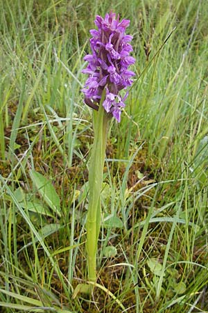 Dactylorhiza pulchella \ Kleine Fleischfarbene Fingerwurz / Purple Marsh Orchid, IRL  Burren, Killinaboy 15.6.2012 