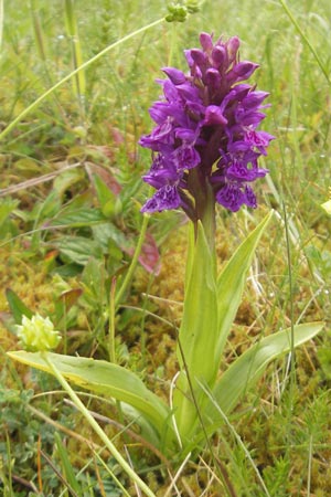 Dactylorhiza purpurella \ Purpurblütige Fingerwurz, Purpurblütiges Knabenkraut / Northern Marsh Orchid, IRL  Donegal Airport 18.6.2012 