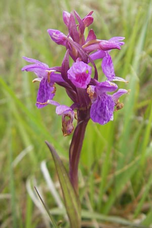 Dactylorhiza traunsteinerioides \ Traunsteiner-ähnliche Fingerwurz / Pugsley's Marsh Orchid, IRL  Burren, Killinaboy 15.6.2012 