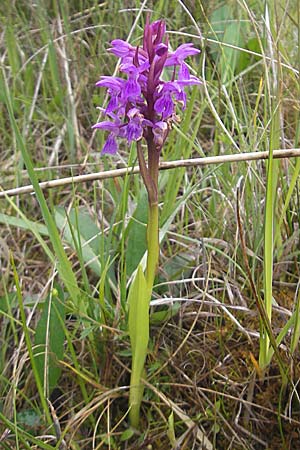 Dactylorhiza traunsteinerioides \ Traunsteiner-ähnliche Fingerwurz / Pugsley's Marsh Orchid, IRL  Burren, Killinaboy 15.6.2012 