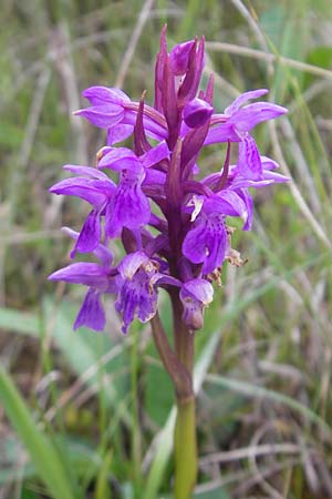 Dactylorhiza traunsteinerioides \ Traunsteiner-ähnliche Fingerwurz / Pugsley's Marsh Orchid, IRL  Burren, Killinaboy 15.6.2012 