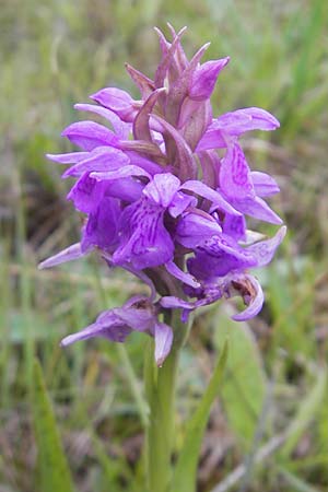 Dactylorhiza traunsteinerioides \ Traunsteiner-ähnliche Fingerwurz / Pugsley's Marsh Orchid, IRL  Burren, Killinaboy 15.6.2012 