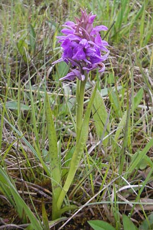 Dactylorhiza traunsteinerioides \ Traunsteiner-ähnliche Fingerwurz / Pugsley's Marsh Orchid, IRL  Burren, Killinaboy 15.6.2012 
