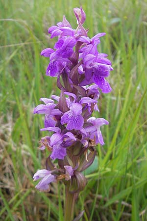 Dactylorhiza traunsteinerioides \ Traunsteiner-ähnliche Fingerwurz / Pugsley's Marsh Orchid, IRL  Burren, Killinaboy 15.6.2012 