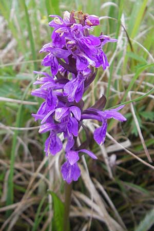 Dactylorhiza traunsteinerioides \ Traunsteiner-ähnliche Fingerwurz / Pugsley's Marsh Orchid, IRL  Burren, Killinaboy 15.6.2012 