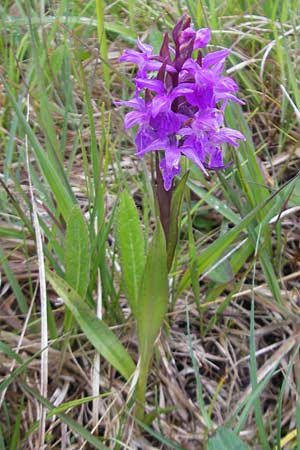 Dactylorhiza traunsteinerioides \ Traunsteiner-ähnliche Fingerwurz / Pugsley's Marsh Orchid, IRL  Burren, Killinaboy 15.6.2012 