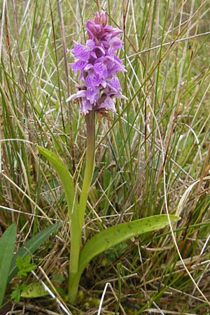 Dactylorhiza traunsteinerioides \ Traunsteiner-ähnliche Fingerwurz / Pugsley's Marsh Orchid, IRL  Burren, Killinaboy 15.6.2012 