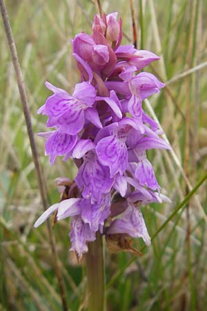 Dactylorhiza traunsteinerioides \ Traunsteiner-ähnliche Fingerwurz / Pugsley's Marsh Orchid, IRL  Burren, Killinaboy 15.6.2012 