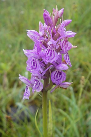 Dactylorhiza fuchsii x pulchella, IRL ,  Burren, Killinaboy 15.6.2012 