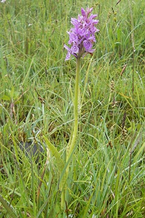 Dactylorhiza fuchsii x pulchella, IRL ,  Burren, Killinaboy 15.6.2012 