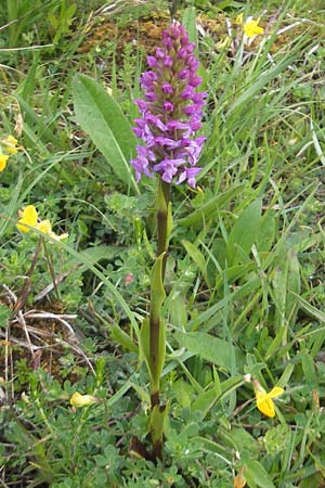 Gymnadenia conopsea subsp. densiflora \ Dichtblütige Händelwurz / Dense-Flowered Fragrant Orchid, IRL  Burren, Fanore 15.6.2012 
