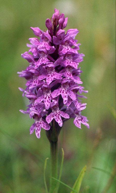 Dactylorhiza hebridensis \ Hebriden-Fingerwurz, Hebriden-Knabenkraut / Hebridean Spotted Orchid, IRL  Dunglow 10.8.2002 (Photo: Helmut Presser)