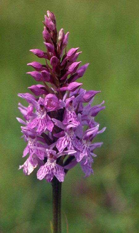 Dactylorhiza hebridensis \ Hebriden-Fingerwurz, Hebriden-Knabenkraut, IRL  Dunglow 10.8.2002 (Photo: Helmut Presser)