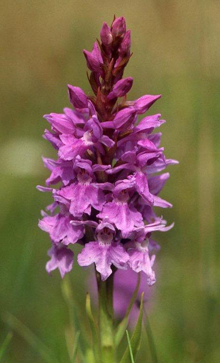 Dactylorhiza hebridensis \ Hebriden-Fingerwurz, Hebriden-Knabenkraut / Hebridean Spotted Orchid, IRL  Dunglow 10.8.2002 (Photo: Helmut Presser)