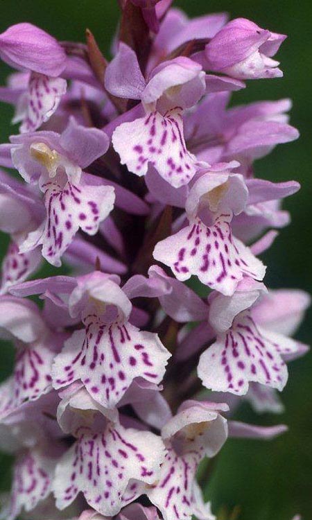 Dactylorhiza hebridensis \ Hebriden-Fingerwurz, Hebriden-Knabenkraut / Hebridean Spotted Orchid, IRL  Dunglow 10.8.2002 (Photo: Helmut Presser)