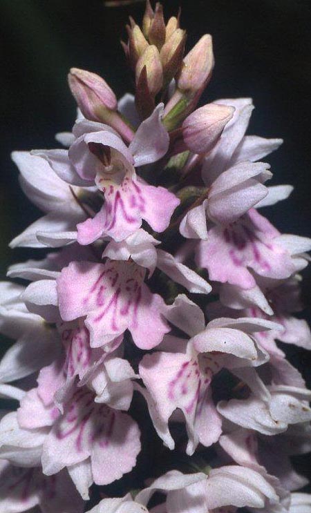 Dactylorhiza hebridensis \ Hebriden-Fingerwurz, Hebriden-Knabenkraut, IRL  Dunglow 10.8.2002 (Photo: Helmut Presser)