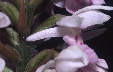 Dactylorhiza hebridensis \ Hebriden-Fingerwurz, Hebriden-Knabenkraut / Hebridean Spotted Orchid, IRL  Dunglow 10.8.2002 (Photo: Helmut Presser)