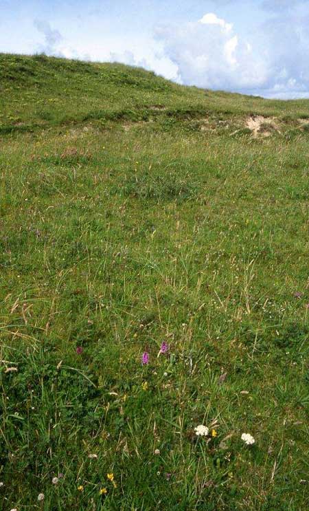 Dactylorhiza hebridensis \ Hebriden-Fingerwurz, Hebriden-Knabenkraut, IRL  Dunglow 10.8.2002 (Photo: Helmut Presser)