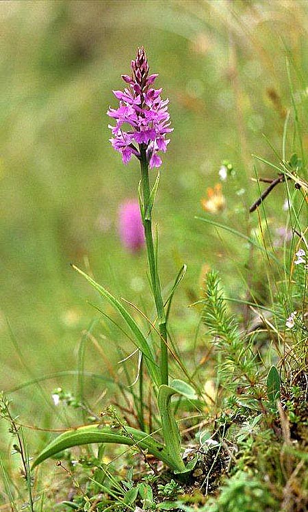 Dactylorhiza hebridensis \ Hebriden-Fingerwurz, Hebriden-Knabenkraut, IRL  Dunglow 10.8.2002 (Photo: Helmut Presser)