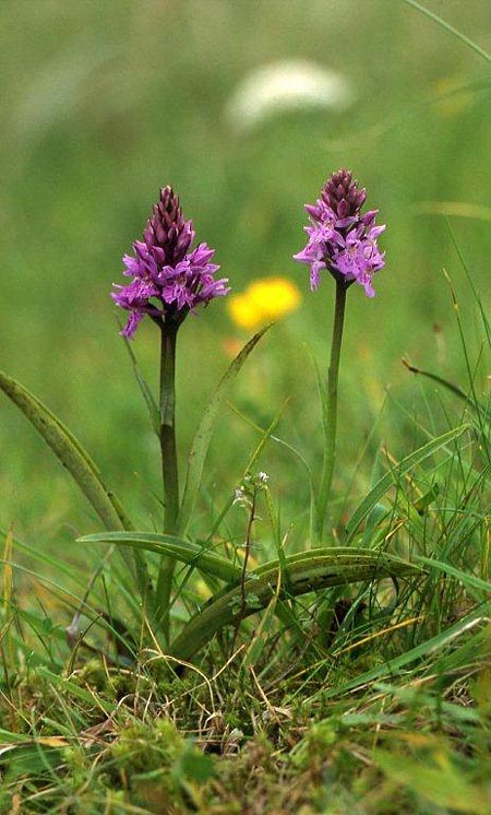 Dactylorhiza hebridensis \ Hebriden-Fingerwurz, Hebriden-Knabenkraut / Hebridean Spotted Orchid, IRL  Dunglow 10.8.2002 (Photo: Helmut Presser)