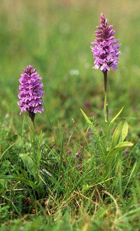 Dactylorhiza hebridensis \ Hebriden-Fingerwurz, Hebriden-Knabenkraut, IRL  Dunglow 10.8.2002 (Photo: Helmut Presser)