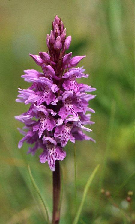 Dactylorhiza hebridensis \ Hebriden-Fingerwurz, Hebriden-Knabenkraut / Hebridean Spotted Orchid, IRL  Dunglow 10.8.2002 (Photo: Helmut Presser)