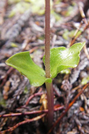 Listera cordata \ Kleines Zweiblatt, IRL  County Donegal, Horn Head 18.6.2012 