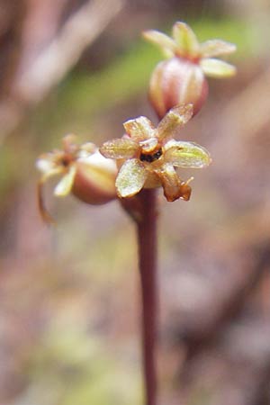 Listera cordata / Lesser Twayblade, IRL  County Donegal, Horn Head 18.6.2012 