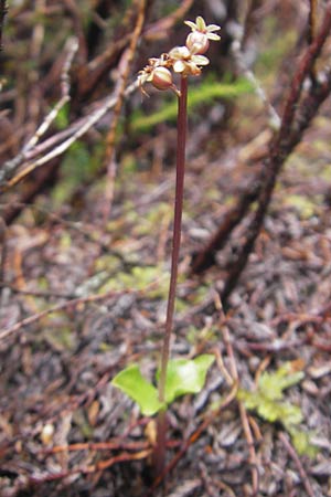 Listera cordata \ Kleines Zweiblatt, IRL  County Donegal, Horn Head 18.6.2012 