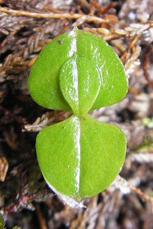 Listera cordata \ Kleines Zweiblatt, IRL  County Donegal, Horn Head 18.6.2012 