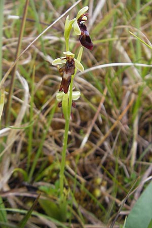 Ophrys insectifera \ Fliegen-Ragwurz, IRL  Burren, Killinaboy 15.6.2012 