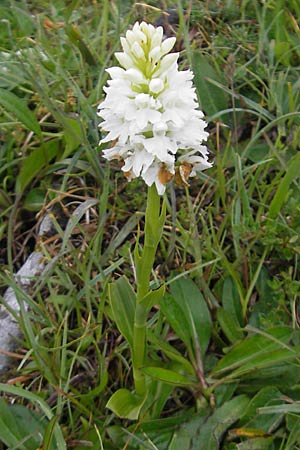 Dactylorhiza okellyi / O'Kelly's Orchid, IRL  Burren, Fanore 15.6.2012 