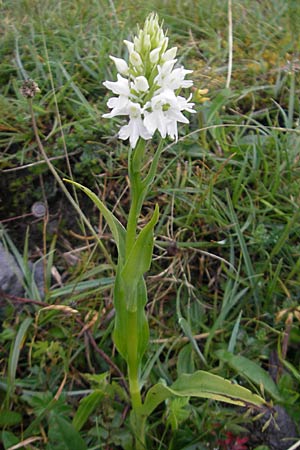 Dactylorhiza okellyi \ O'Kellys Fingerwurz, O'Kellys Knabenkraut / O'Kelly's Orchid, IRL  Burren, Fanore 15.6.2012 