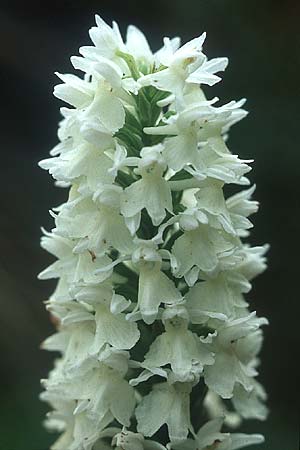 Dactylorhiza okellyi \ O'Kellys Fingerwurz, O'Kellys Knabenkraut / O'Kelly's Orchid, IRL  Burren, Fanore 9.8.2005 