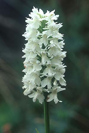 Dactylorhiza okellyi \ O'Kellys Fingerwurz, O'Kellys Knabenkraut / O'Kelly's Orchid, IRL  Burren, Fanore 9.8.2005 