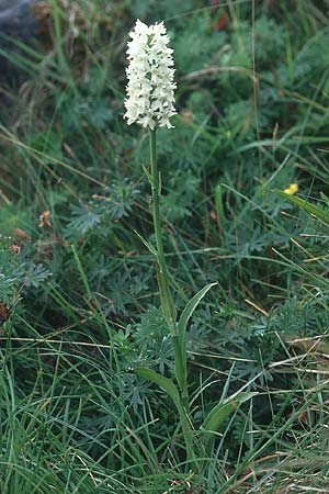 Dactylorhiza okellyi \ O'Kellys Fingerwurz, O'Kellys Knabenkraut, IRL  Burren, Fanore 9.8.2005 