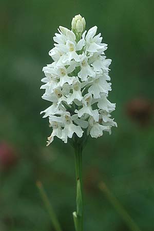 Dactylorhiza okellyi \ O'Kellys Fingerwurz, O'Kellys Knabenkraut, IRL  Burren, Fanore 9.8.2005 